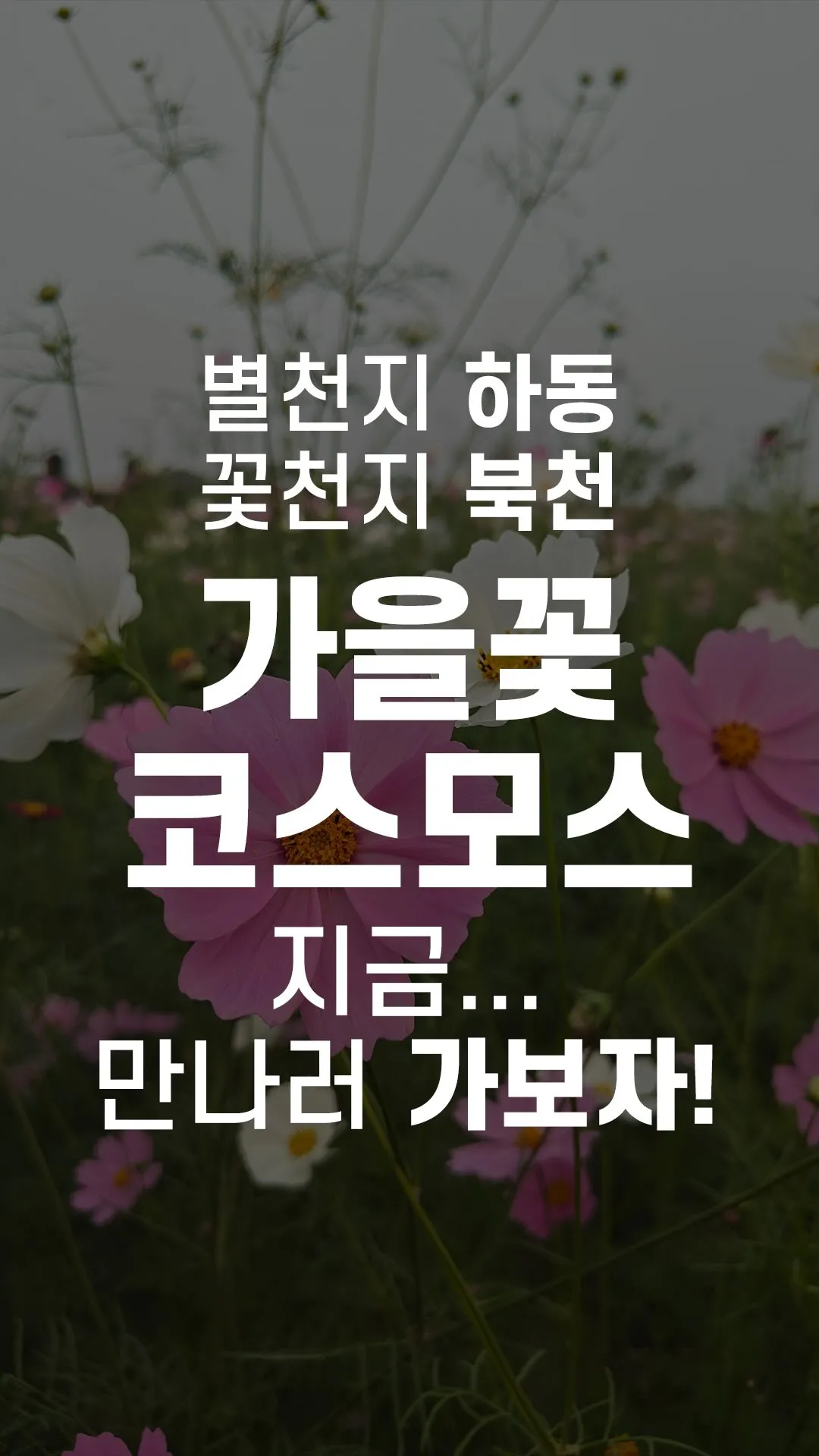 하동 북천 코스모스 메밀꽃 축제 가이드 (분홍 코스모스와 하얀 메밀꽃이 만나는 하동 가을축제)