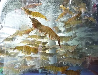 홍성남당항 대하축제 2 홍성남당항 대하축제 살펴보기 1